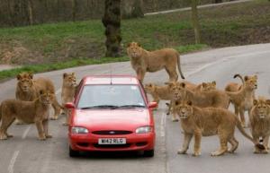 pride - car